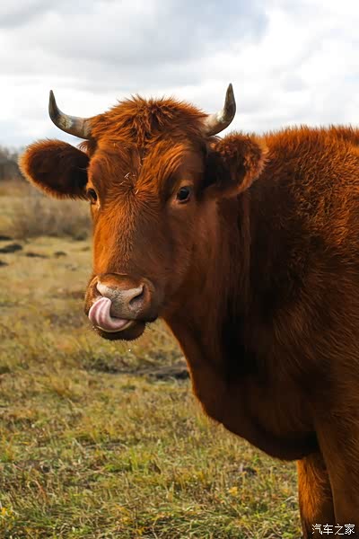 这头水牛吐个舌头它定感觉自己萌萌哒至我们也这么认为