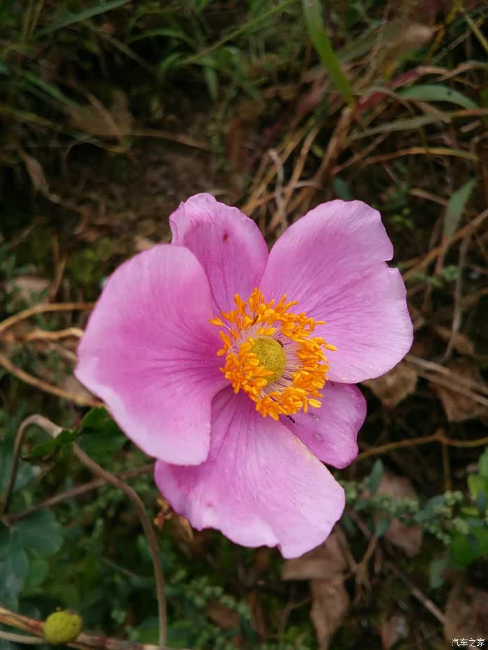 【若木系列】致心中的你.借论坛宝地祝你生日快乐!