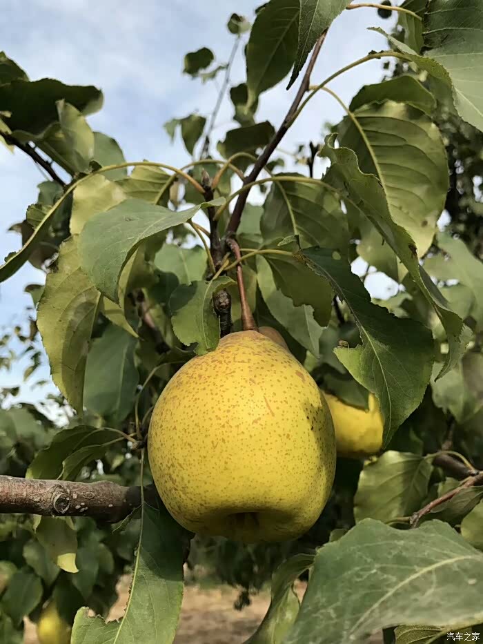 快来啊大兴梨花村的梨熟了