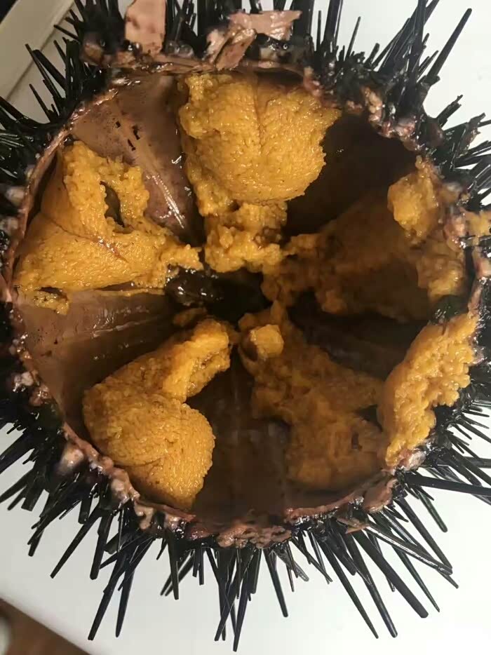 这海胆真滴?