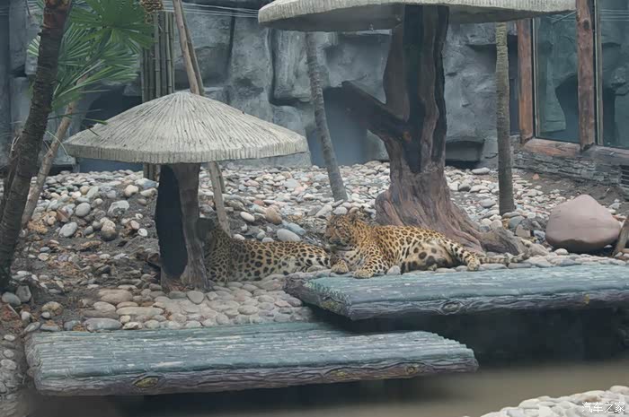 碧峰峡行07四川雅安碧峰峡野生动物园