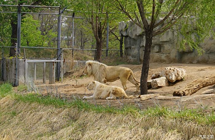 动物园猛兽区电网图片