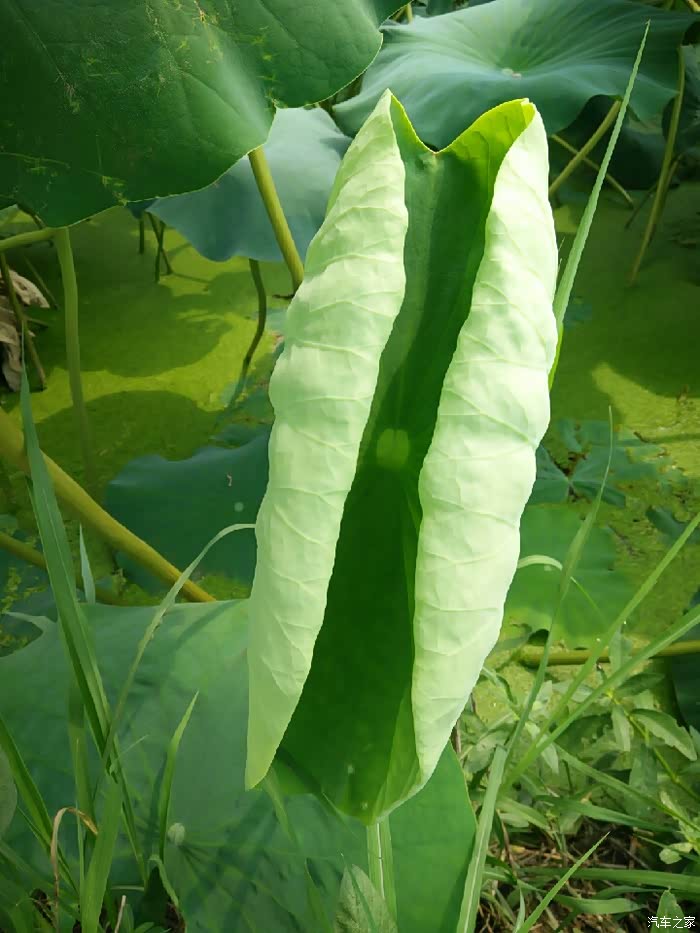 这张荷叶我特喜欢,真想把它带走