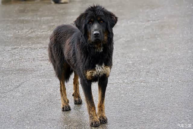 【图】『天界康巴』(三)寻找康巴人_兰德酷路泽论坛_汽车之家论坛