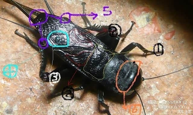 怎么看黑虫油葫芦的膀形