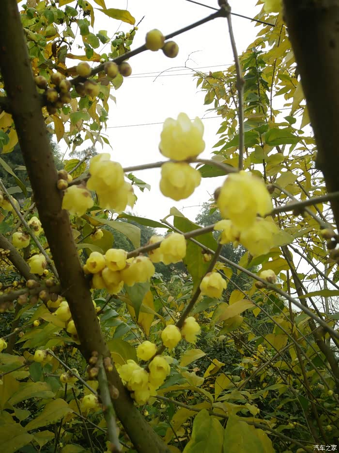 北碚191出品美丽乡村周末闲游腊梅基地