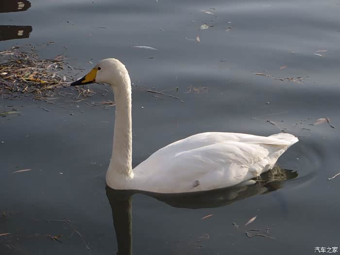 鹅鹅鹅雷凌带你一起看库尔勒天鹅鹅鹅鹅