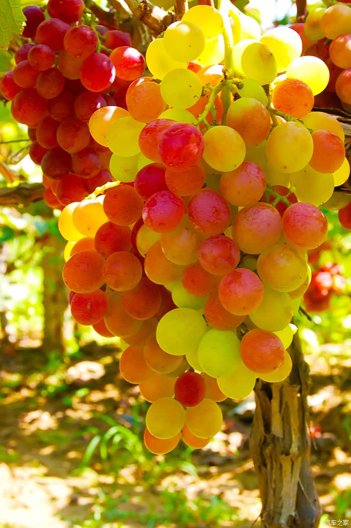 葡萄熟了驾着野马去采摘啦