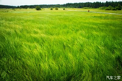 现在草原畜牧密度太大了.需求使然