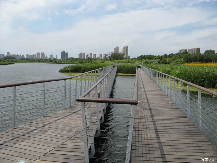 哈尔滨江北湿地公园观赏荷花