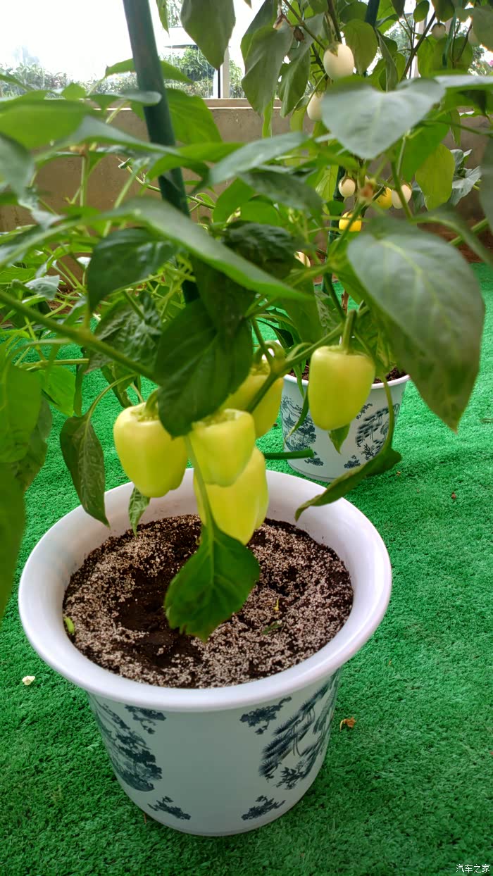 主展馆里的盆栽甜椒