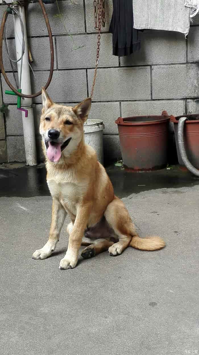 【图】北京开雨燕的女汉子携爱犬单车独驾2519公里途径10座城市5个