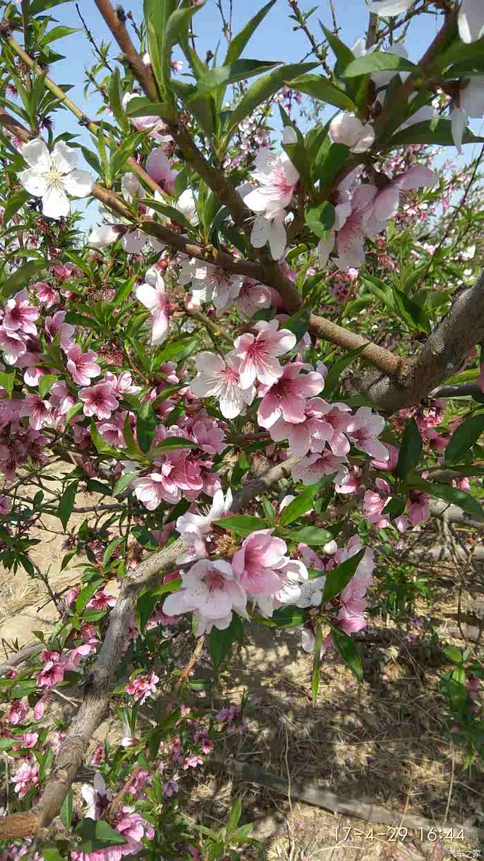 游乌鲁木齐八钢三生三世桃花源