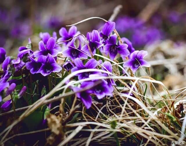 诚实之花紫花地丁