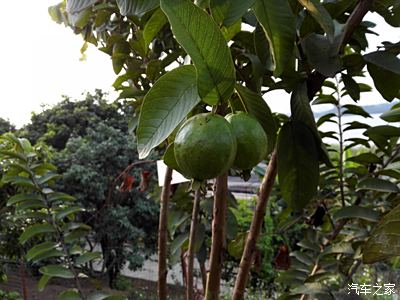 栽種前芭樂樹已掛果.