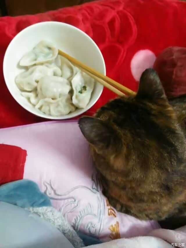 我说这猫是不是吃的太专业了,二婶你家猫确定会用筷子么?