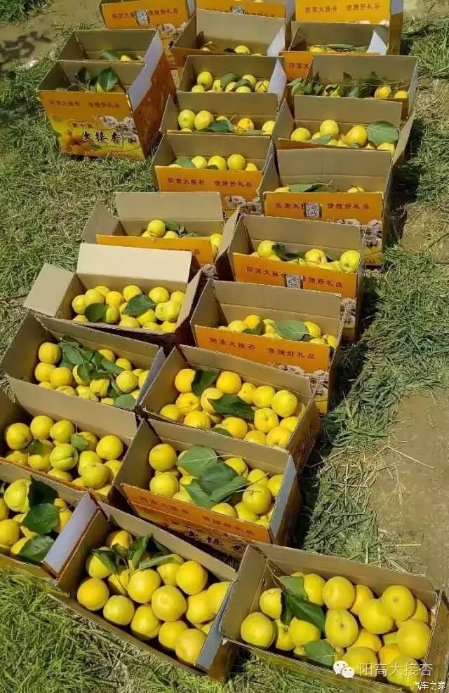 【图】阳高大接杏采摘一日游_山西论坛_汽车之家论坛