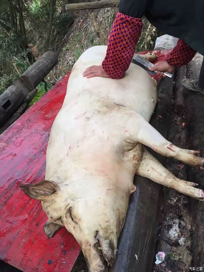 带新s50杀年猪 吃大锅饭 过大年