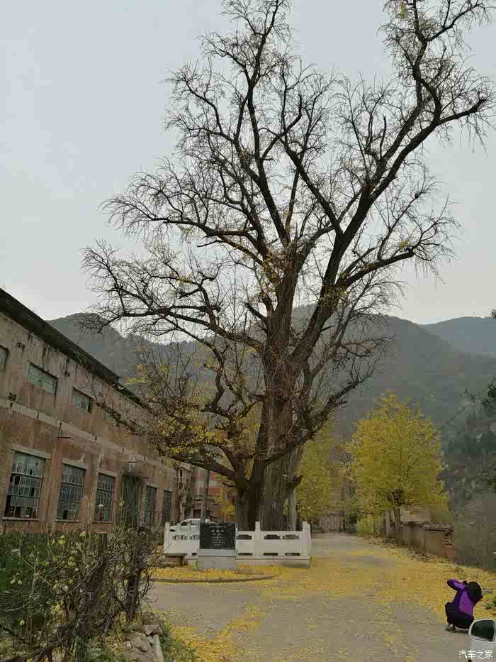 冬日辋川游之王维银杏树及李家河水库