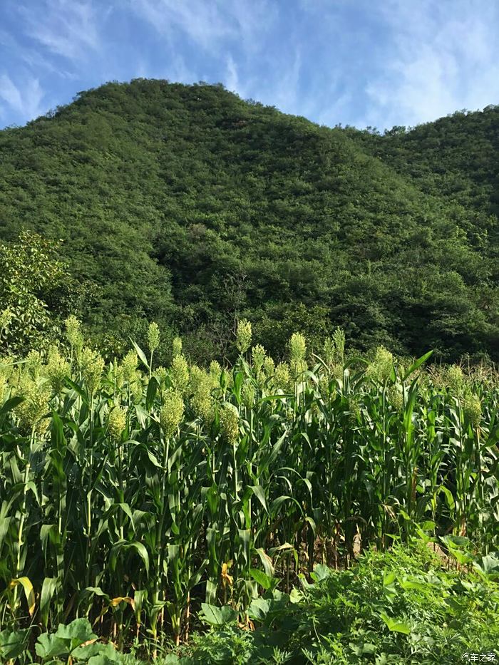 藍天,綠山,玉米地