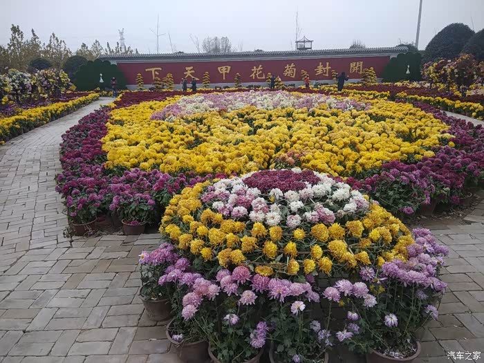 赶着花期的尾巴出行之一中国菊园