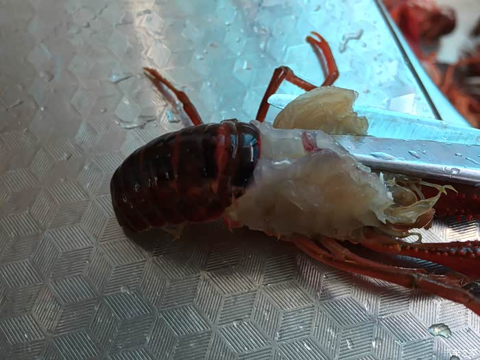 【合肥龙虾】 之家常(z家私房菜)小龙虾做法