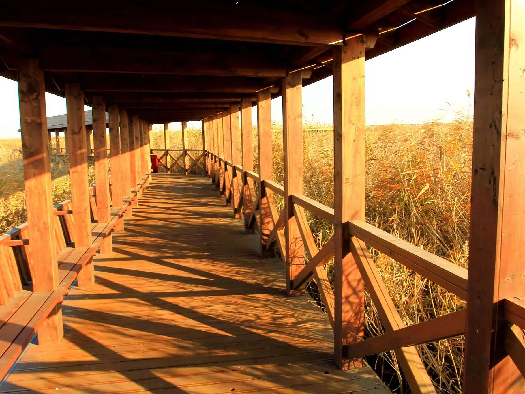 大美天津之杨柳青森林公园